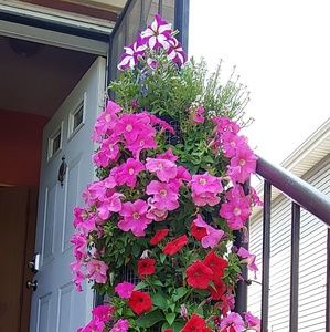 Meet your Posher, Iris